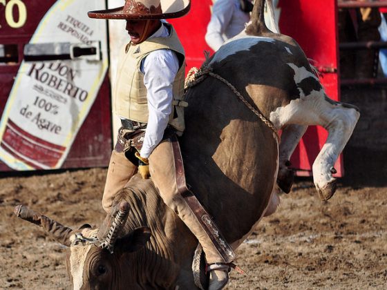 A Bullrider