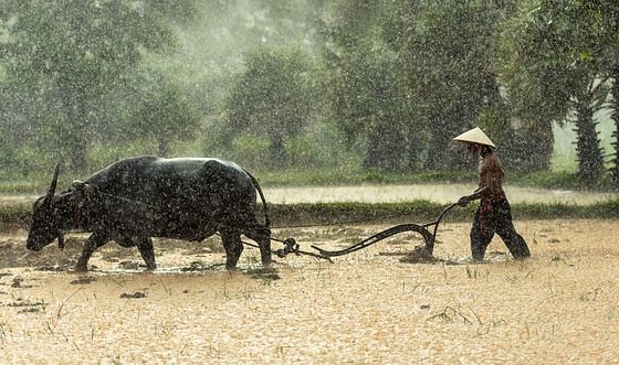 Plowing with a buffalo in the rain